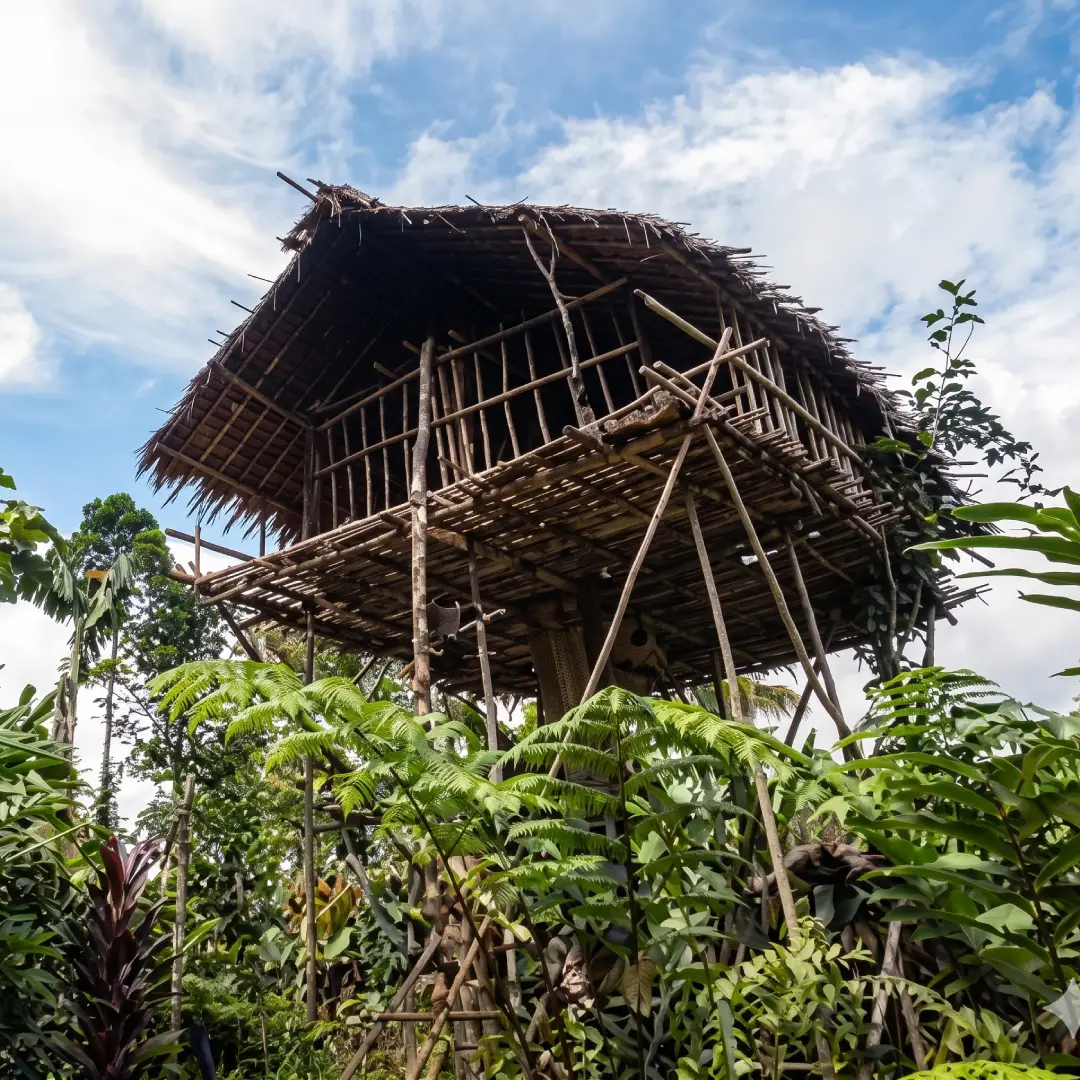 rumah adat papua rumah pohon